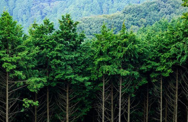 Página web para Gefrecon Gestión Forestal Conjunta Página web para Gefrecon Gestión Forestal Conjunta